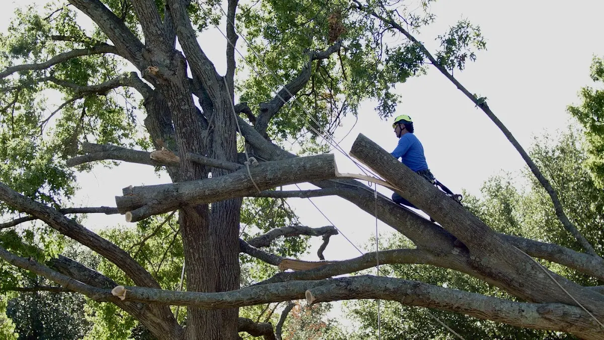 Professional Crown Thinning performed by certified arborists in Hilda