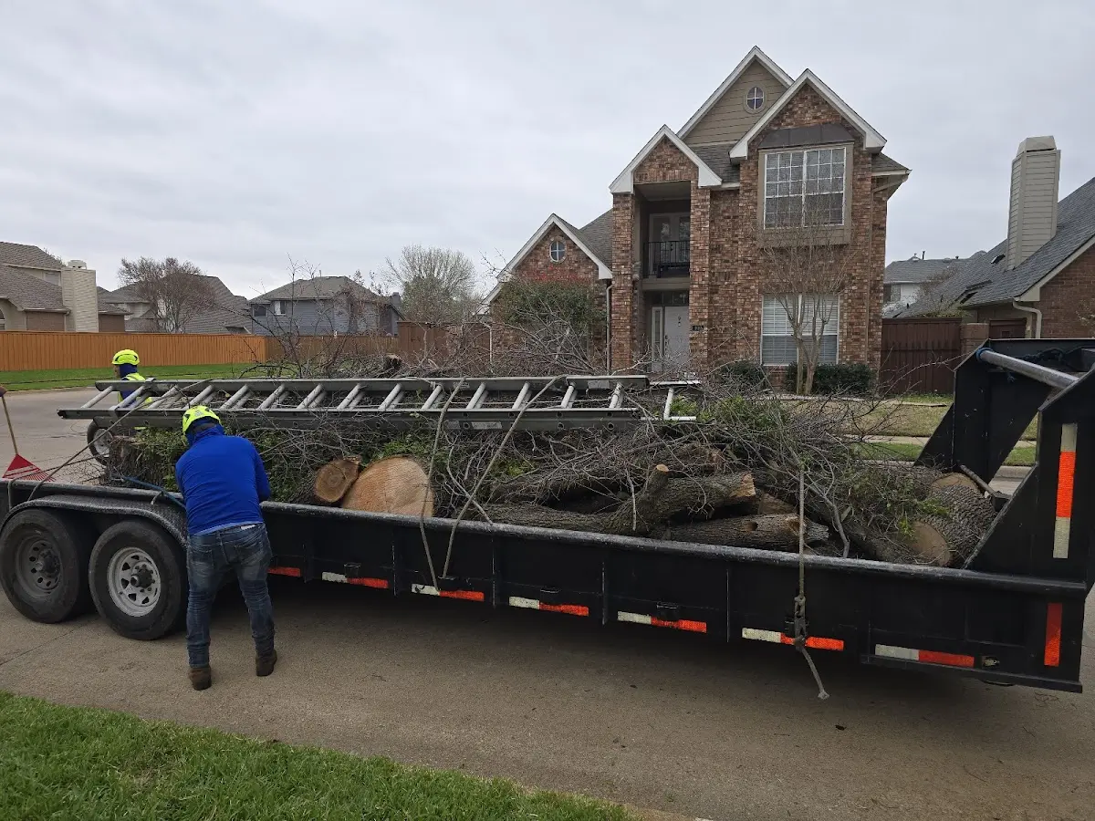 Expert Tree Fertilization with proper safety equipment in Hilda